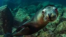 Seal Swim & Snorkel Tour - Departs from Queenscliff & Portsea